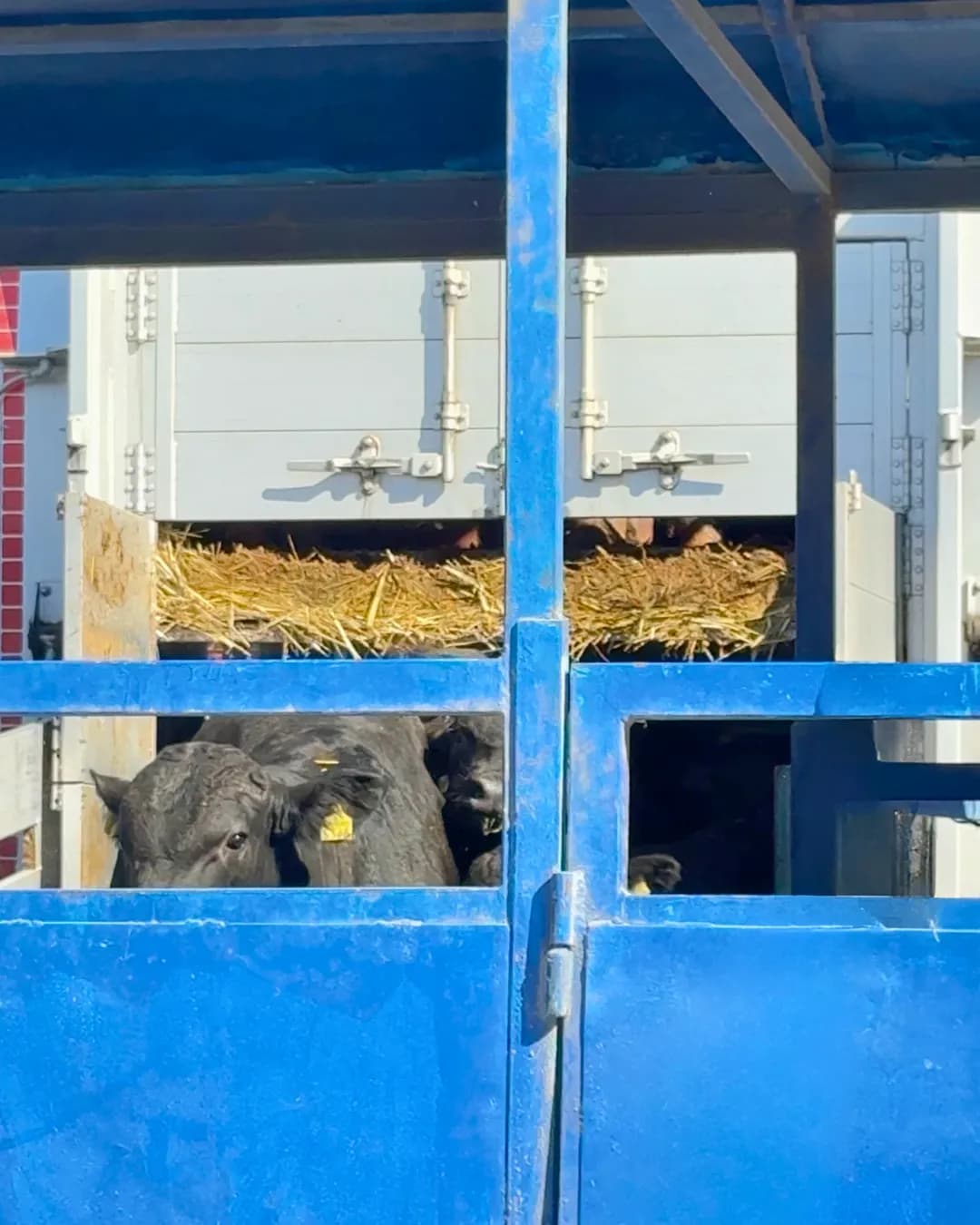 Livestock facilities